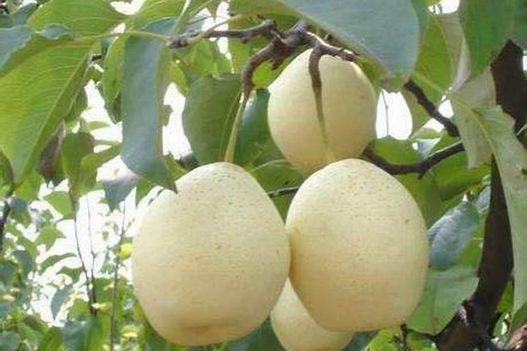 皇冠梨膨果期10天施一次肥可以吗？