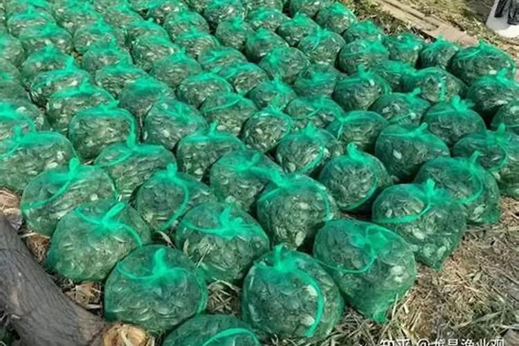 螃蟹塘里出现青苔怎么处理？该如何预防？