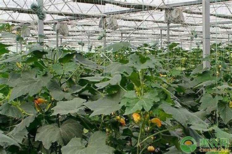 南瓜开花结果需要什么肥料 如何施肥更高产