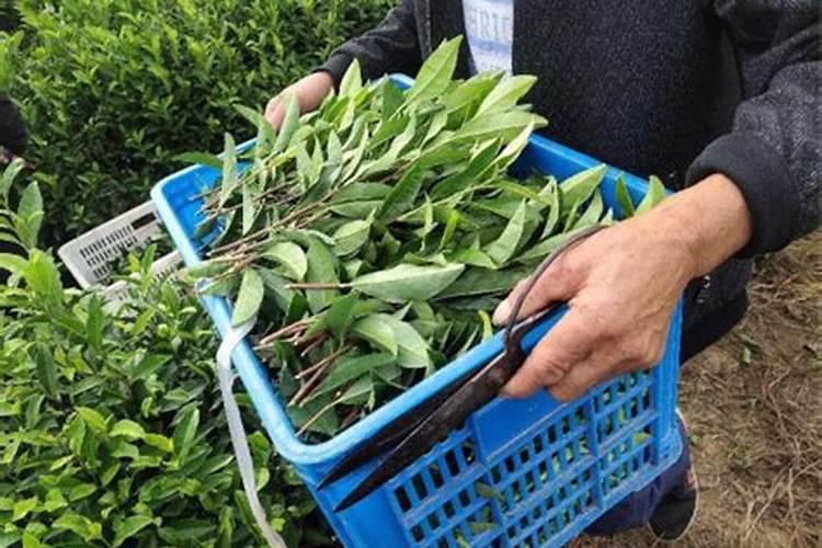 种植茶叶与管理