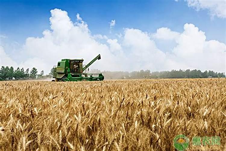 种小麦用什么底肥料好 可以使用复合肥吗