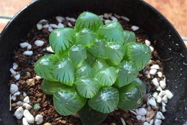 多肉植物如何施肥,多肉植物肥料自制方法