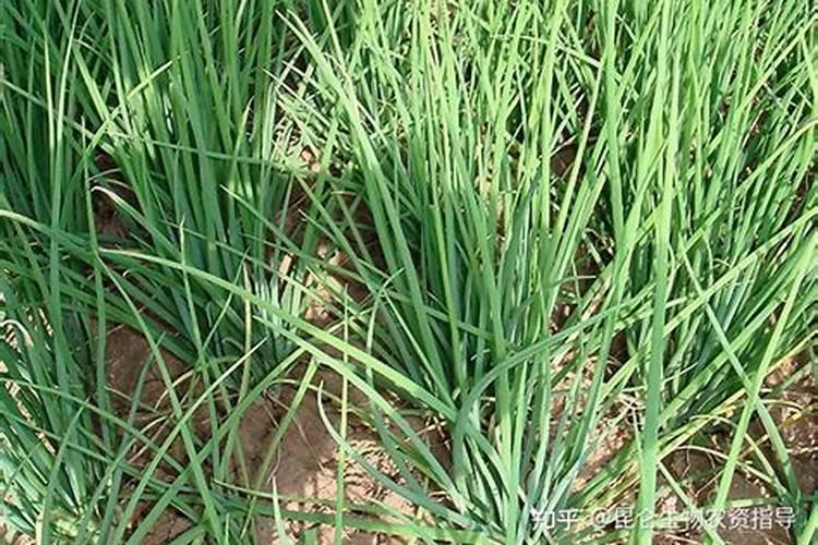 怎样给花施肥 花朵施肥技巧