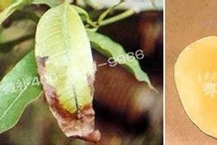 如何使用微量元素及钙肥促进保果？