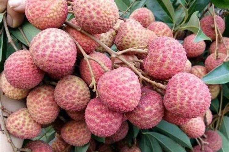 荔枝树施什么肥