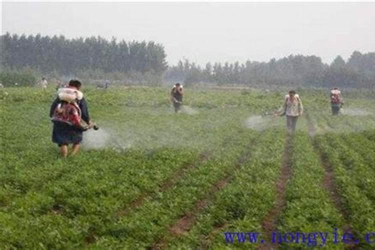 大棚浇水施肥方法