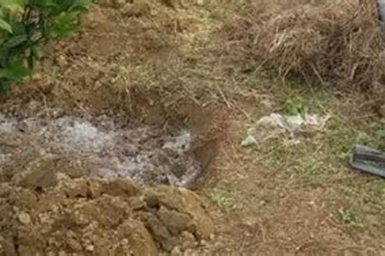 嫁接果树秋季可不可以施肥