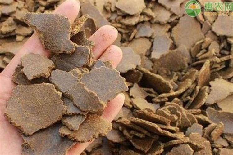 饼肥可以直接拌土里做底肥吗