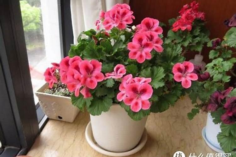 立秋了能做花肥吗 立秋时节可以做花肥么