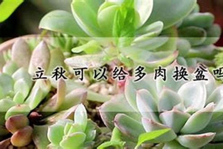 蟹爪兰立秋后加什么肥