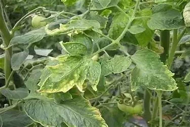空心菜容易出现白锈病,应该如何防治呢？
