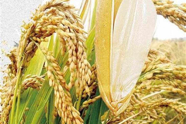 什么花适合用大米当肥料  大米能不能用来当养花的肥料