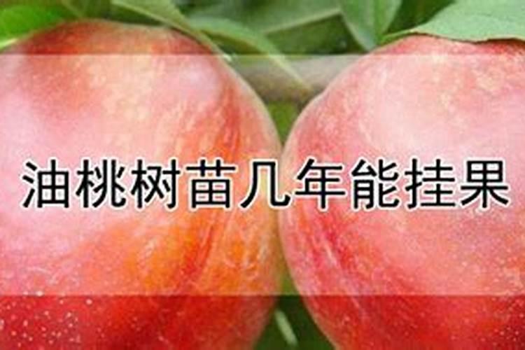 油桃种植用什么肥料可使果实更硬更甜