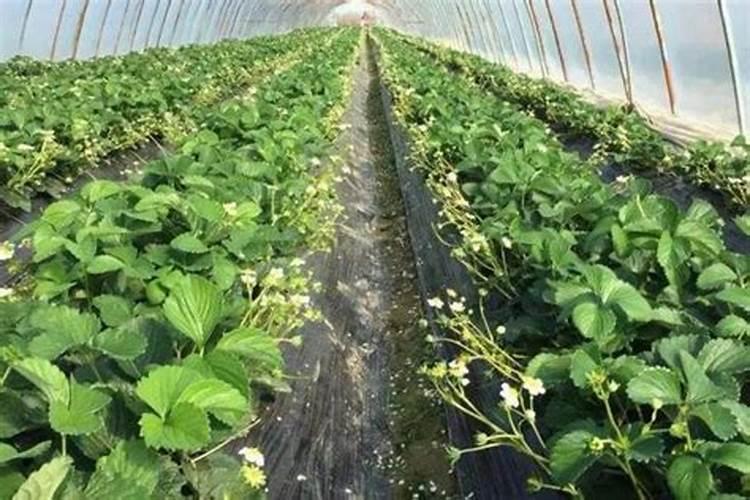 种植草莓什么时候需要施肥