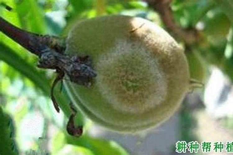 桃树灰霉病发生原因 防治方法总结