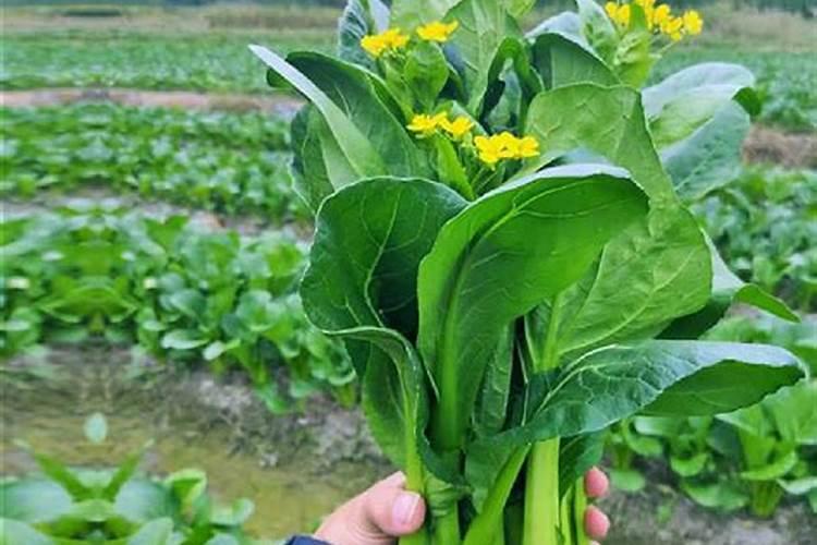 红色菜心种植方法是什么？