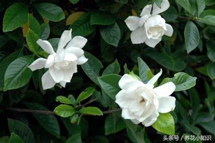 西瓜皮可以做花肥吗