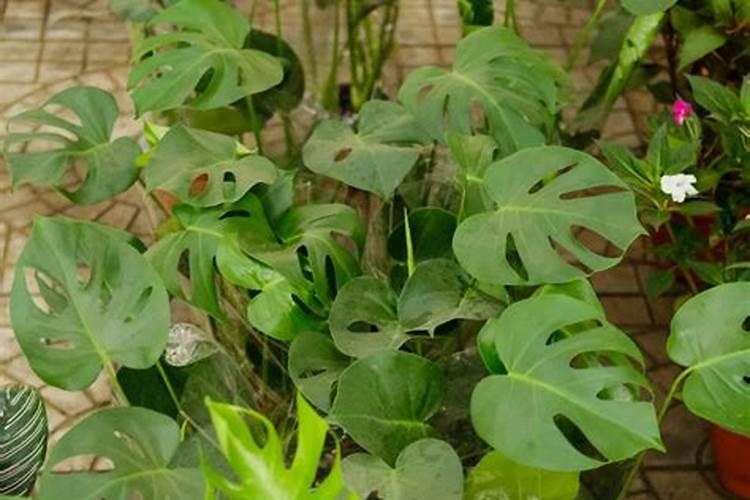 客厅想养“大绿植”,看看这10种,格调高寓意好,净化能力也很强百度知...