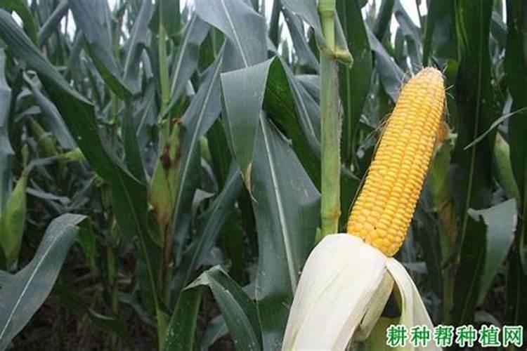 玉米一生需要多少氮磷钾？