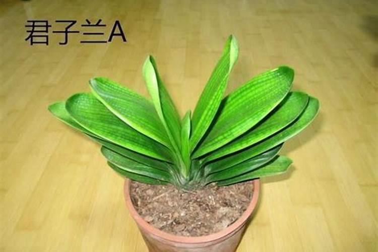 氮肥和磷肥颜色