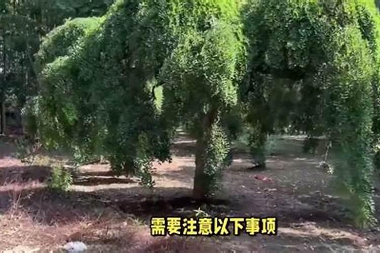 国槐大面积烂皮怎么办