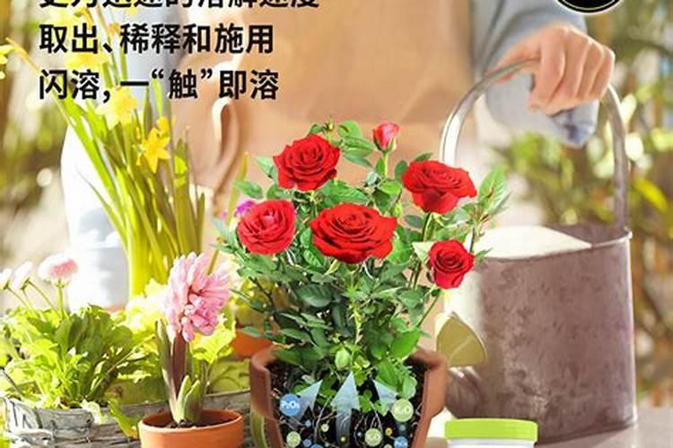 优质大量元素水溶肥怎么选？使用妙招有哪些？