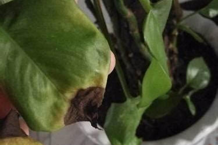 绿萝土壤发霉了怎么办