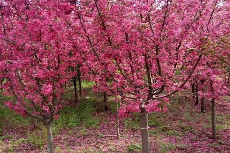 绚丽海棠树皮不光滑怎么办