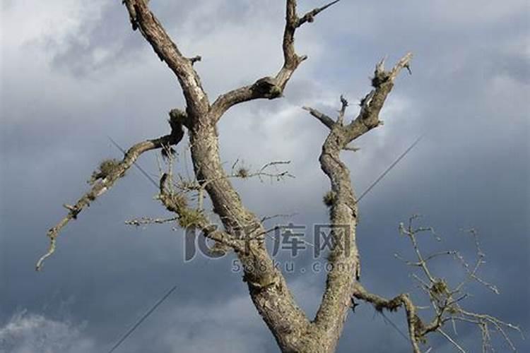 树苗烂根立枯用什么叶面肥好