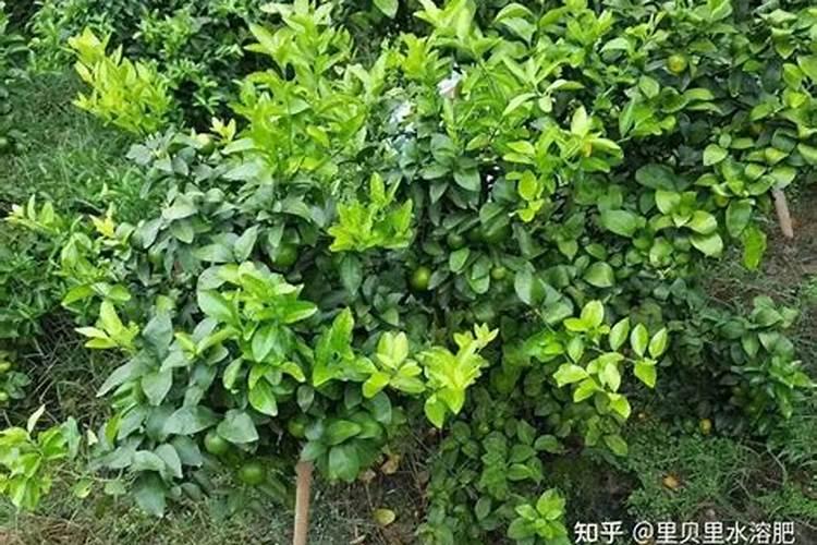 请问老师!柑橘树在什么时间施放磷肥最好？