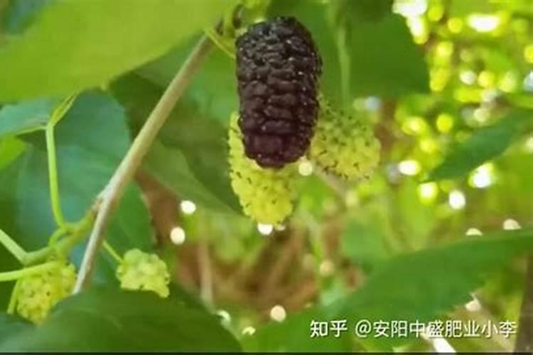 桑葚现在要咋么剪枝与下肥。