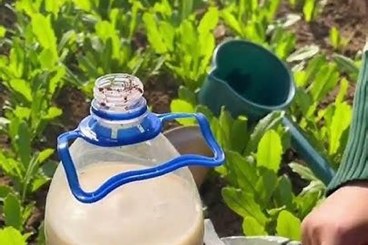 氯化钾肥料能用在什么植物上