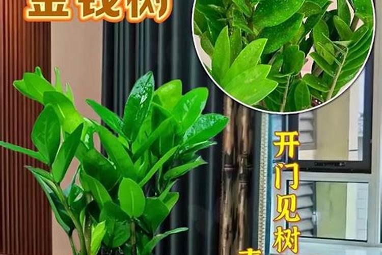 摇钱树用什么肥料最好