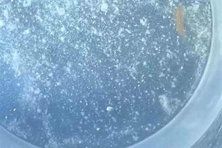 酶解鱼蛋白肥料功效