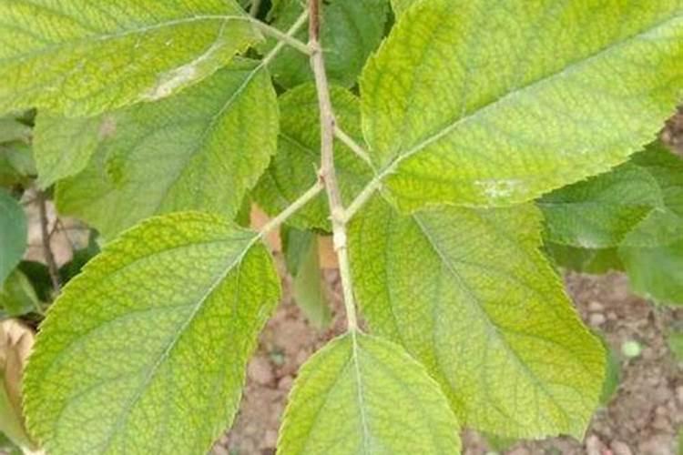 果树没有叶能吸收叶面肥吗？