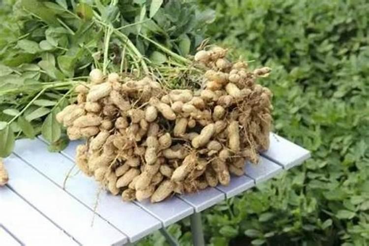 重茬花生用什么化肥