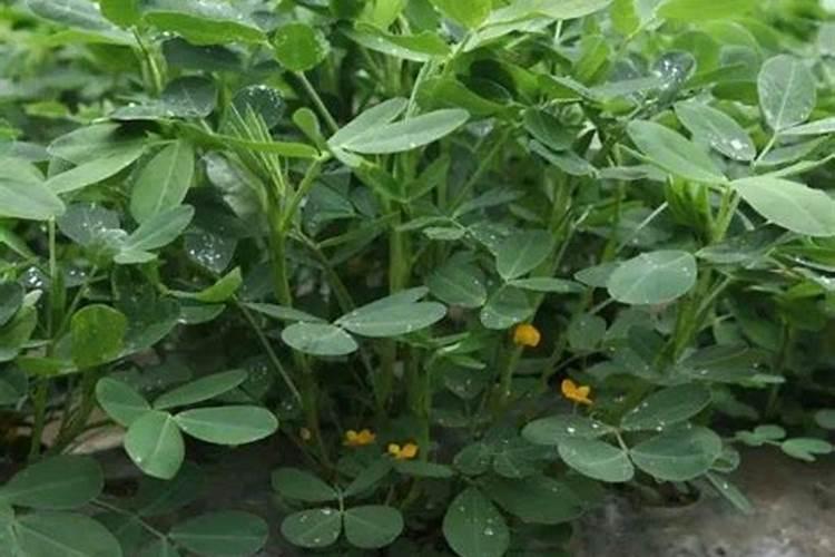 霉变的花生可以做肥料吗