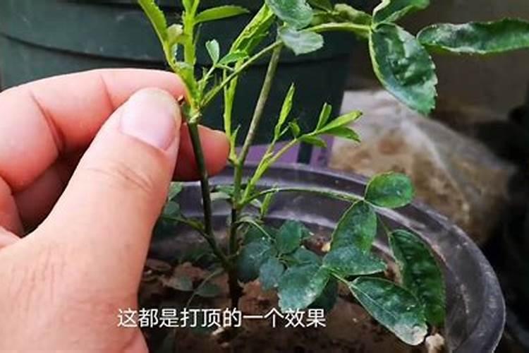 栽下一个月还没发芽的月季树桩能浇磷酸二氢钾吗？