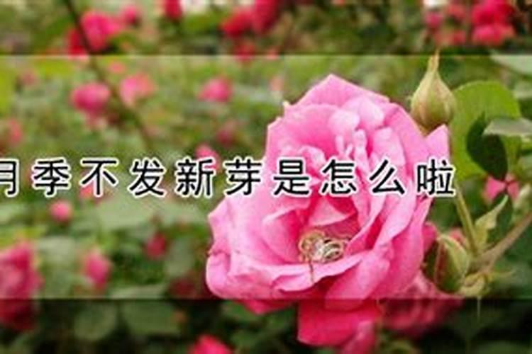 栽下一个月还没发芽的月季树桩能浇磷酸二氢钾吗？