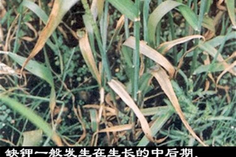 叶面肥是什么？