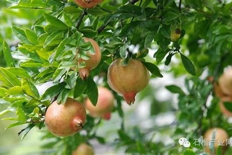 石榴树什么时间施肥合适 石榴施肥的最佳时间