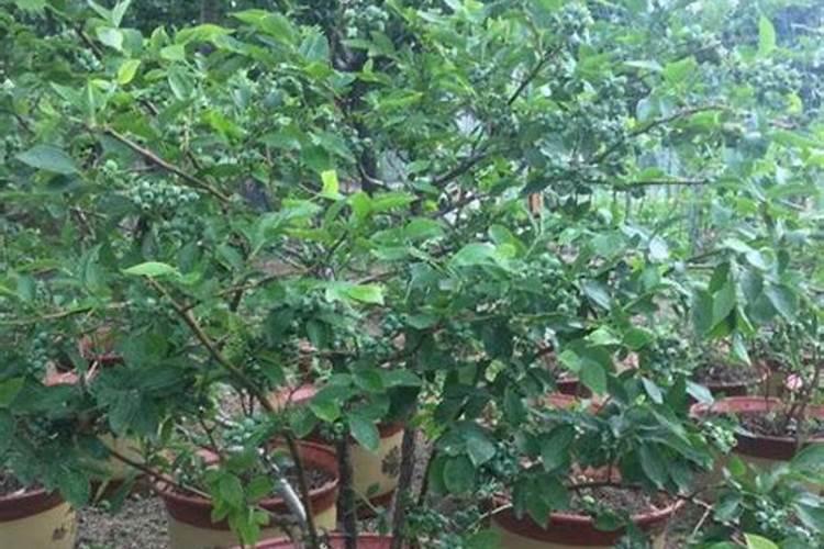 花盆中蓝莓施什么肥好