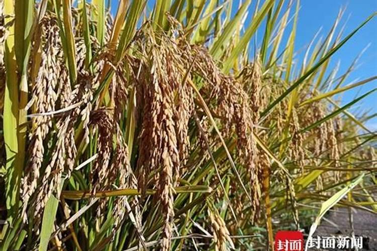 水稻超级稻施肥法方法是什么？