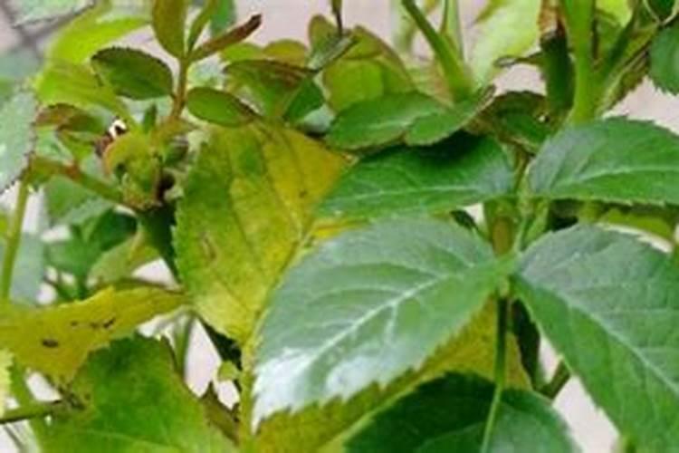 月季底肥如何使用正确用肥才能让花长得旺盛