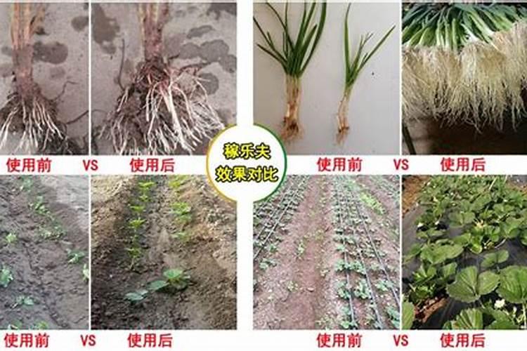 浓磷酸水溶肥的优缺点