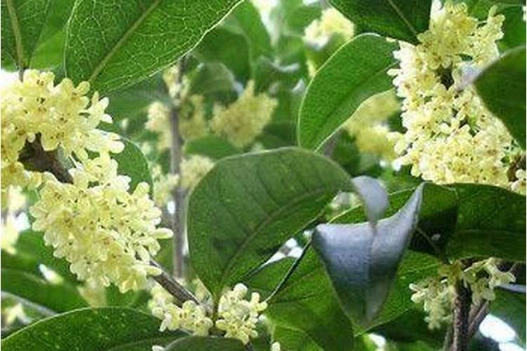桂花树什么时候施肥