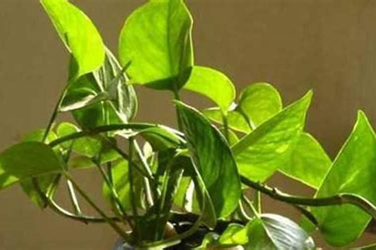 水培绿萝用什么肥料