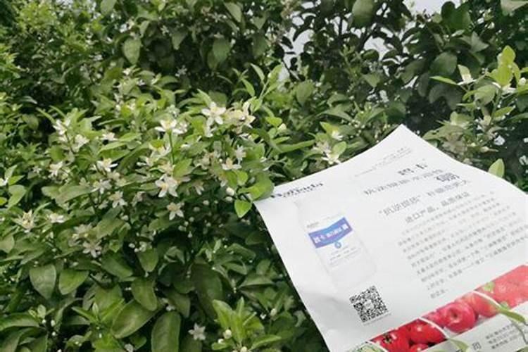 怎样防治柑橘缺硼症？