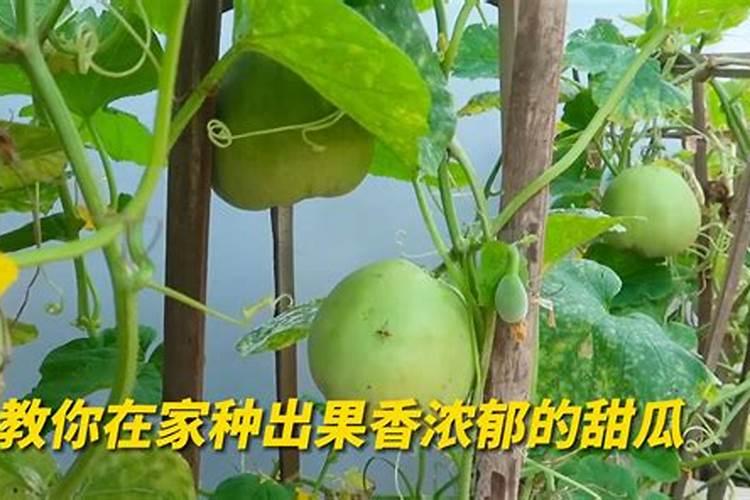 作物种植过程中,磷肥施用过多好不好
