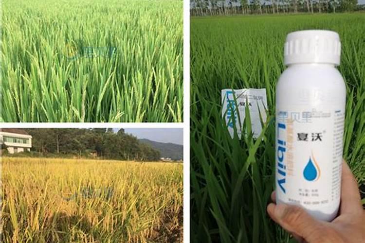 玉米叶片出现白色条纹状,喷洒哪一种药物可以治愈？